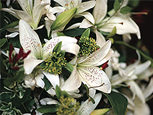 Lilly flowers